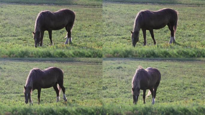 在夏天的草地上，枪口和后腿上有白色斑点的红马吃草，晚上在晴朗的天气里吃新鲜的绿草