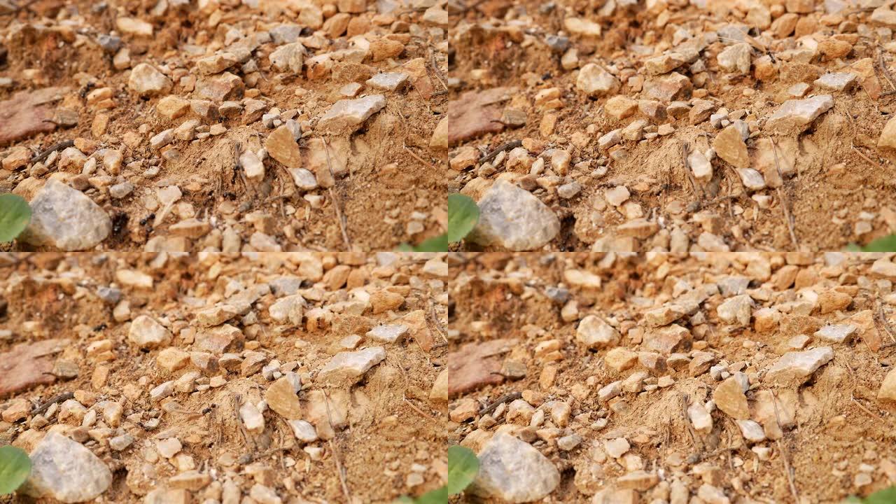 蚂蚁正在工作，在一条满是石头的小路上搬运食物