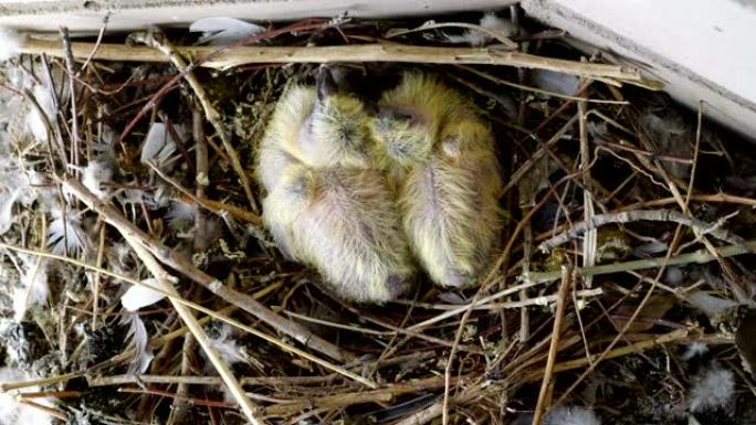 雏鸟。两个刚出生的鸽子婴儿坐在巢中的特写镜头。4K