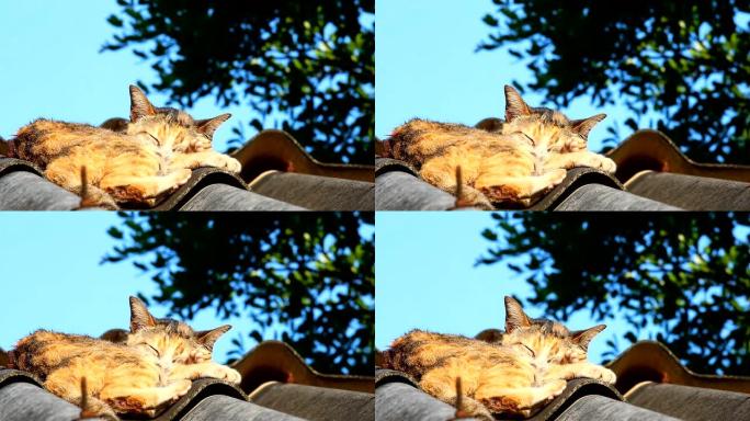 猫躺在屋顶上