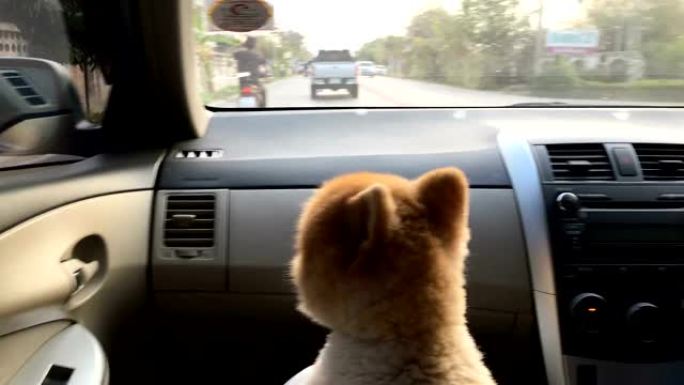 博美犬可爱的宠物坐在汽车驾驶上