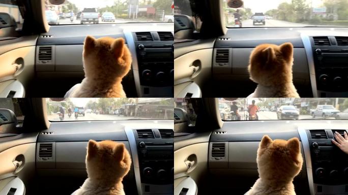 博美犬可爱的宠物坐在汽车驾驶上