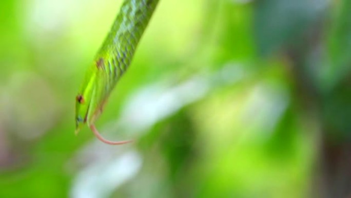 东方鞭蛇躲在花园里的叶子里吃蜥蜴然后逃跑