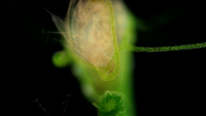 九头蛇是一种小型淡水动物，属于刺胞动物门和水生动物，在显微镜下进行教育。