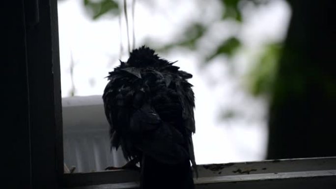 雨时湿鸽子坐在窗台上