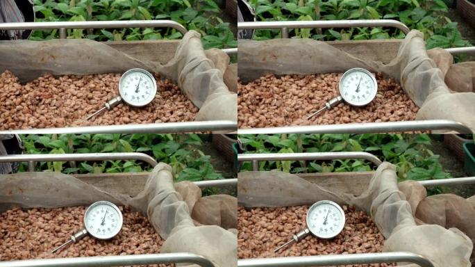 在木桶中发酵的可可豆的温度测量，以保持可可风味的质量。