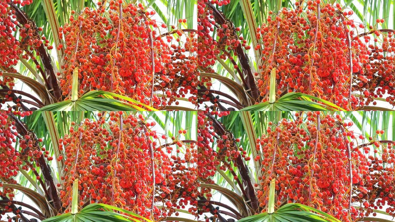 雨水季节在花园里的树上生长的红棕种子1