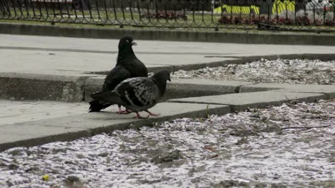 冬天在街上休息的鸽子鸟模糊了