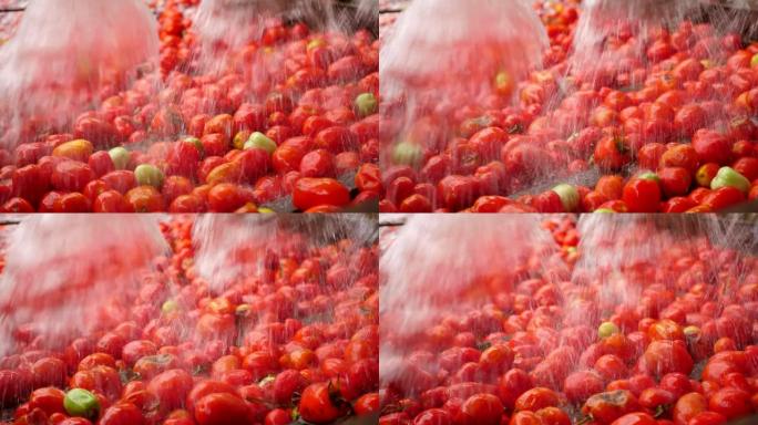 淋浴水倒在室内番茄加工厂的新鲜西红柿上