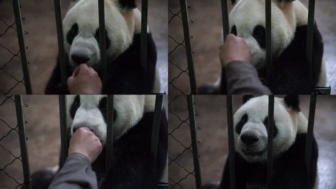 饲养员喂养熊猫特写