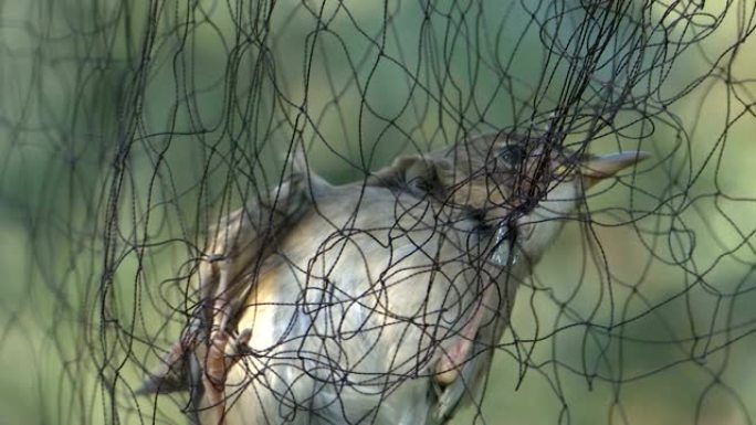 一只小鸟被网捕获-近距离拍摄