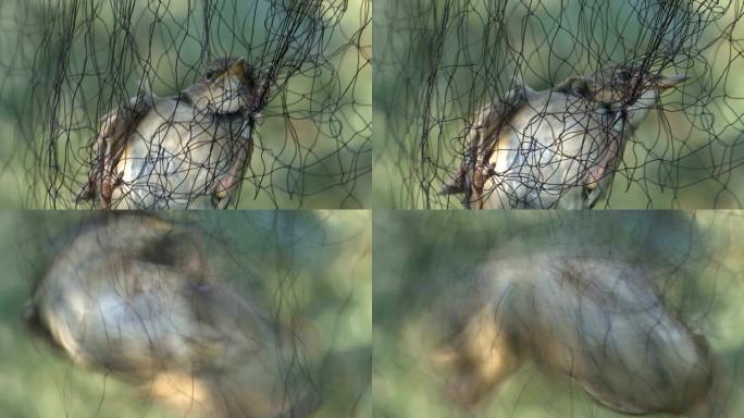 一只小鸟被网捕获-近距离拍摄