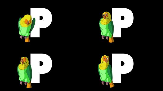 字母P和鹦鹉在前景