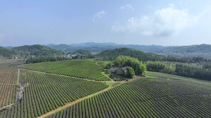 春季茶山航拍