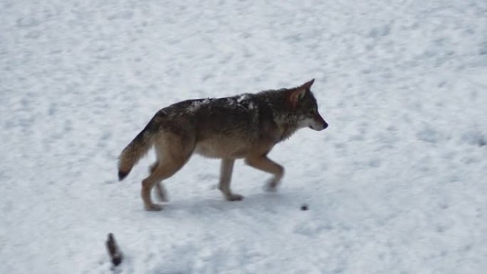 雪地里的灰太狼在森林里寻找食物，慢动作