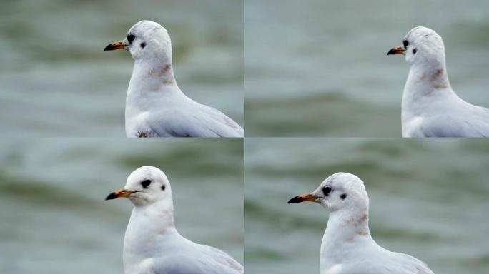 年轻的黑头鸥 (Larus ridibundus)。