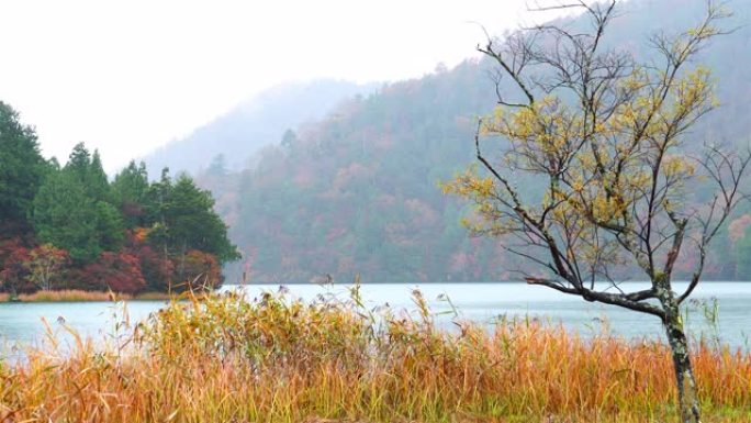 雨中中禅寺湖五彩缤纷的秋叶景色