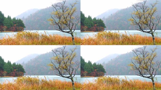 雨中中禅寺湖五彩缤纷的秋叶景色