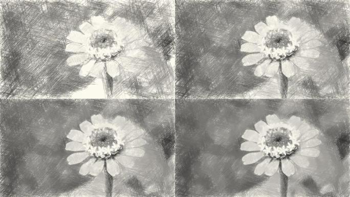在自然花园中绘制百日草的黑白花