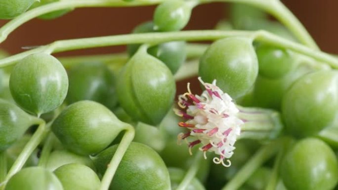 千里欧·罗莱亚努斯 (Senecio rowleyanus) 带花，被称为珍珠串或串珠