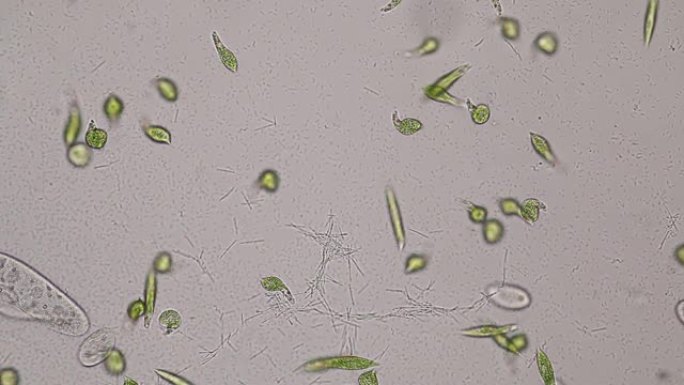 Euglena是在微观上进行教育的单细胞鞭毛真核生物的一种。