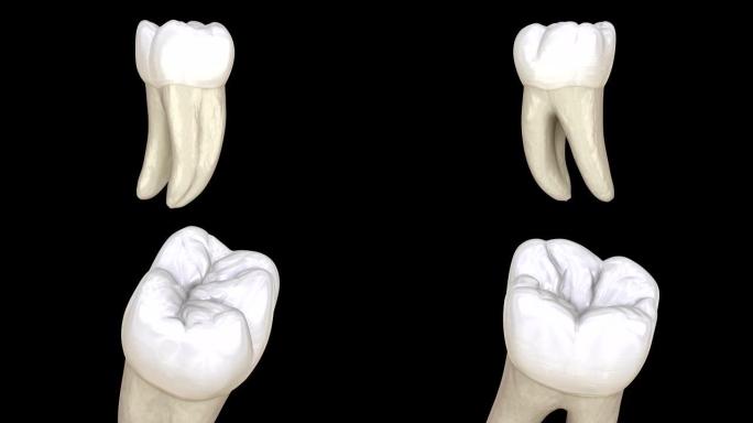 下颌第一磨牙形态，宏观观。医学上精确的牙齿3d动画