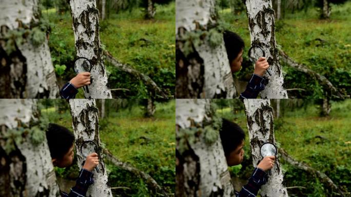 一个男孩在森林里用放大镜研究寄生植物