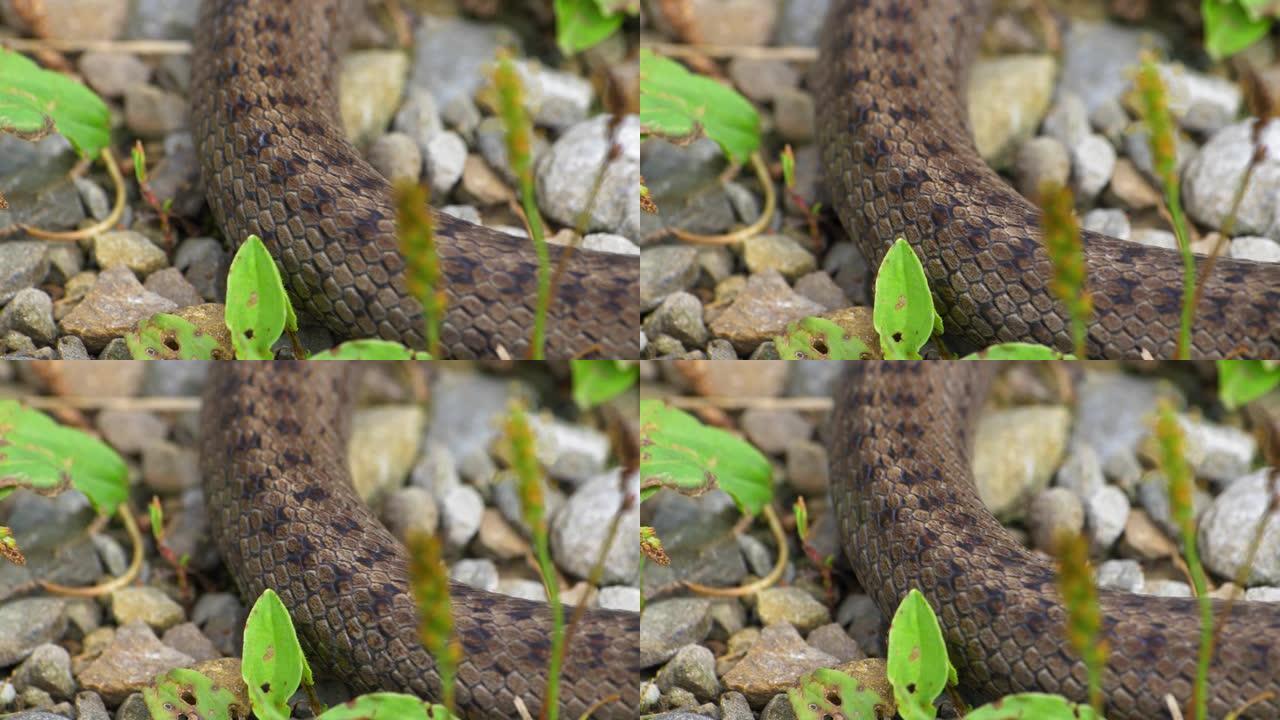 野蛇Coronella Austriaca在草和石头上慢动作