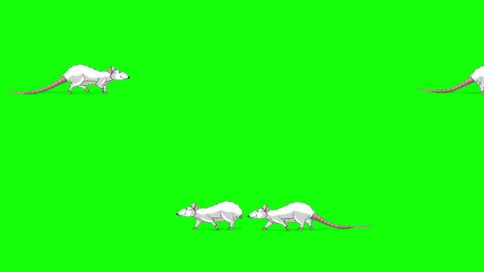 白鼠行走动画色度键