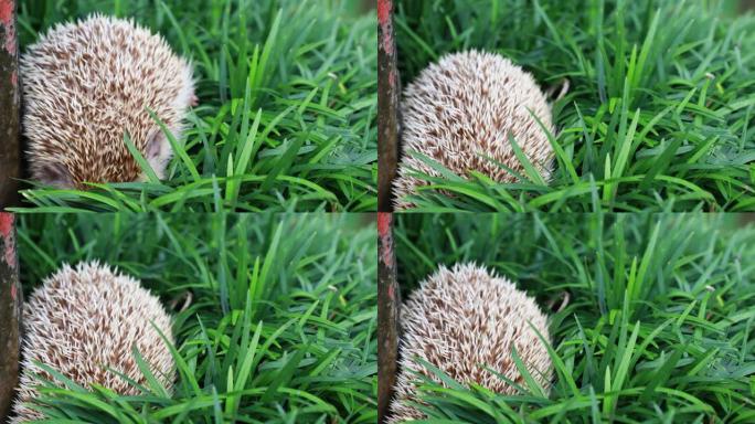 刺猬，(学名: Erinaceus europaeus) 欧洲刺猬在自然花园栖息地绿草。