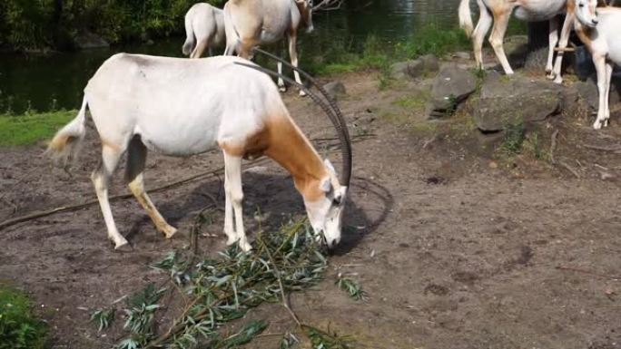 弯刀羚羊吃树枝的叶子，在野外灭绝的羚羊物种