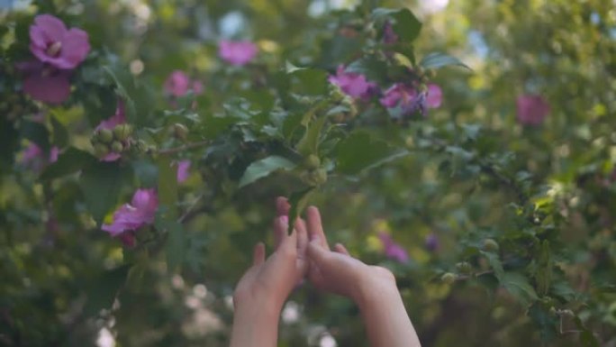 女性手触摸紫色芙蓉花的特写。女性的手轻轻地触摸盛开的芙蓉的花朵。