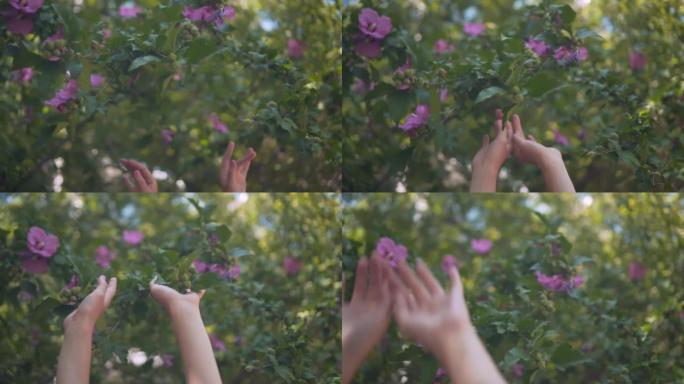女性手触摸紫色芙蓉花的特写。女性的手轻轻地触摸盛开的芙蓉的花朵。