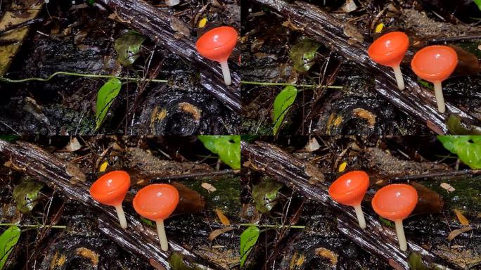 红色蘑菇。
