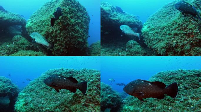 水下鱼类-两个石斑鱼在礁石中游泳