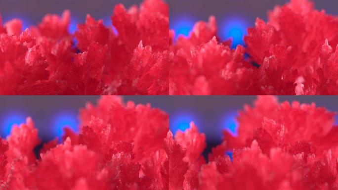 美丽的红色谷物生长的晶体。蓝色背光背景上美丽的红色水晶。有晶格的伟大元素。作为家庭培训实验的结果收到