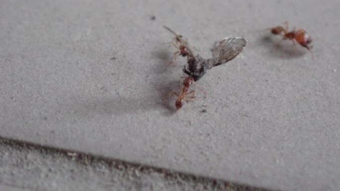蚂蚁带着一只死蛾