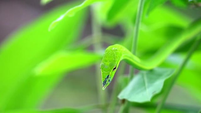 东方鞭蛇藏在花园里的叶子里，供昆虫和小动物食用