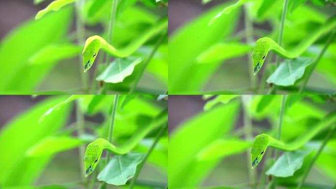 东方鞭蛇藏在花园里的叶子里，供昆虫和小动物食用