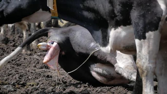 奶牛产犊。一头躺下的母牛准备在奶牛场分娩。