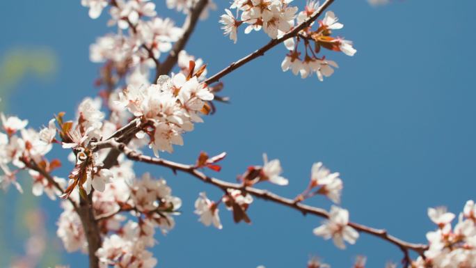 阳光下几枝盛开的桃花