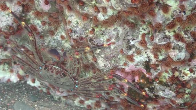 带海胆和海葵的岩石下的percennon gibbesi-Lanzarote