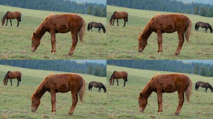 新疆草原上放牧的马