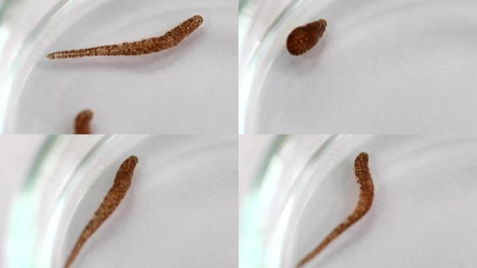 水蛭是分节的蠕虫，属于环状动物门，包括水蛭亚纲，生活在稻田蟹中。