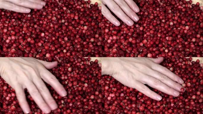 女人触摸新鲜采摘的有机蔓越莓