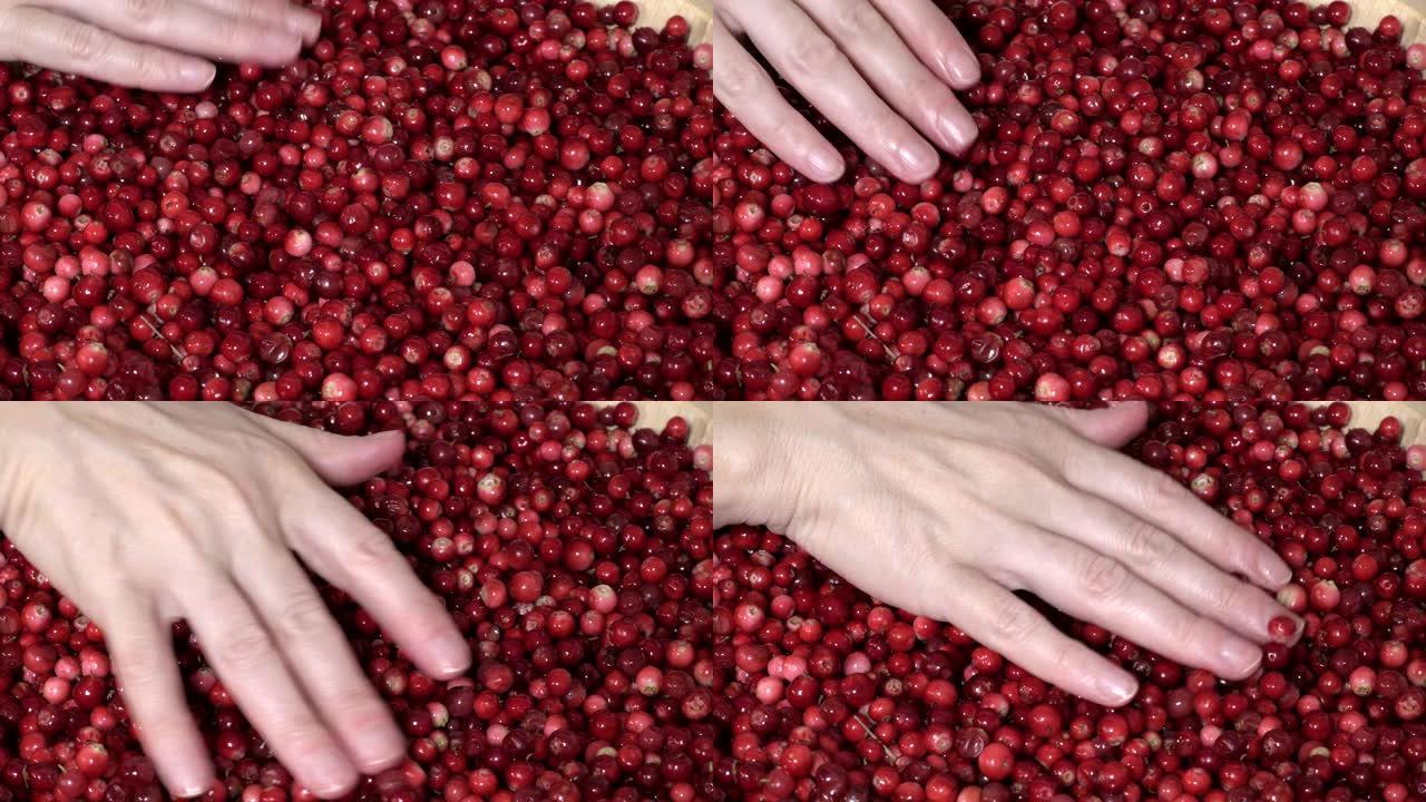 女人触摸新鲜采摘的有机蔓越莓