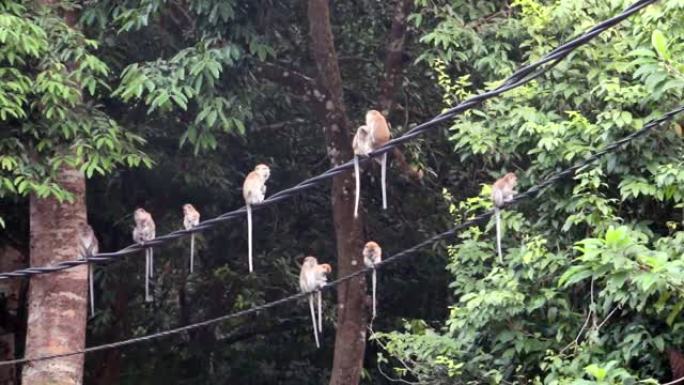 猴子坐在电线上
