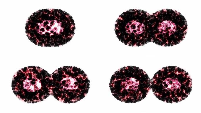 白色背景上的二元裂变细胞分裂运动图