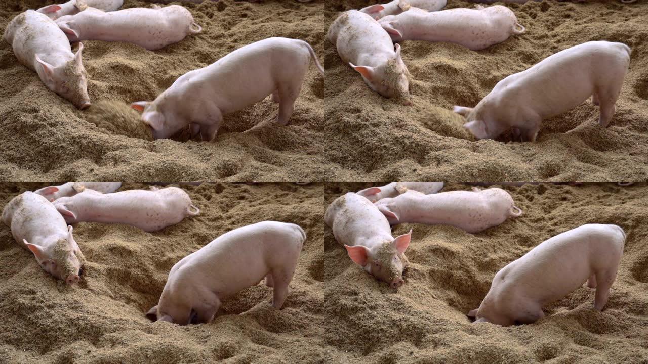 有机农村农业中快乐猪的慢镜头。畜牧业