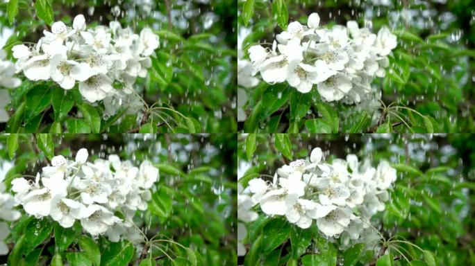 雨中有花的樱桃枝。特写。慢动作。水滴落在绿叶和白花上。特写。樱桃花春天盛开。